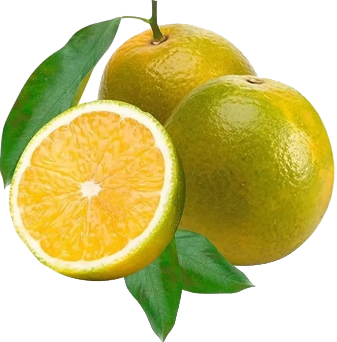 Laranja Pera